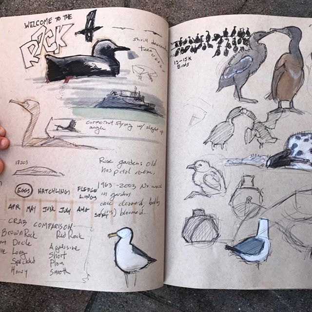 bird sketches